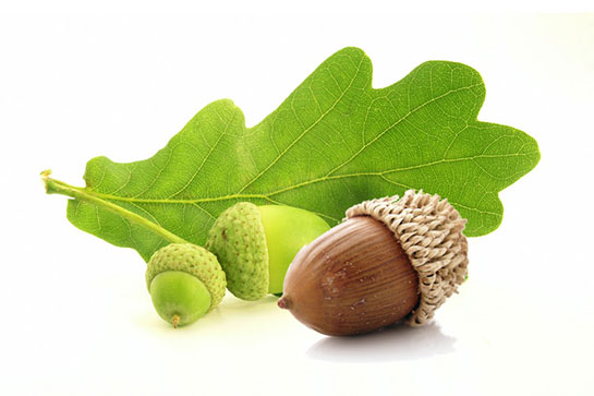 Meşe ve palamut yaprağının faydaları