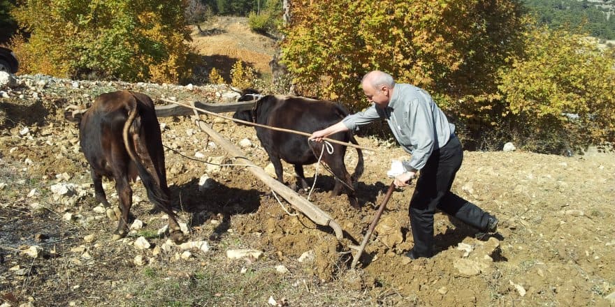 Saban (Karasaban) Nedir?