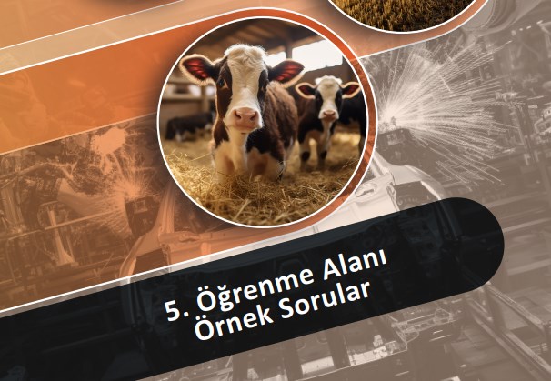 6.Sınıf Sosyal Bilgiler 5.Öğrenme Alanı EBA Örnek Sorular